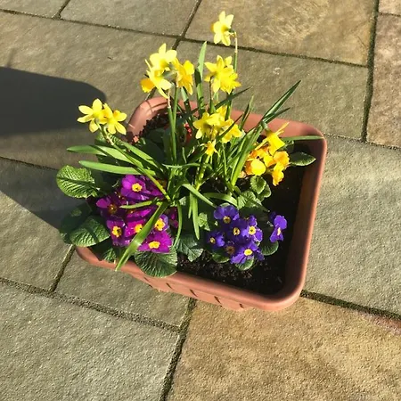 Oak Trees Corner Stylish , Relaxing , Getaway